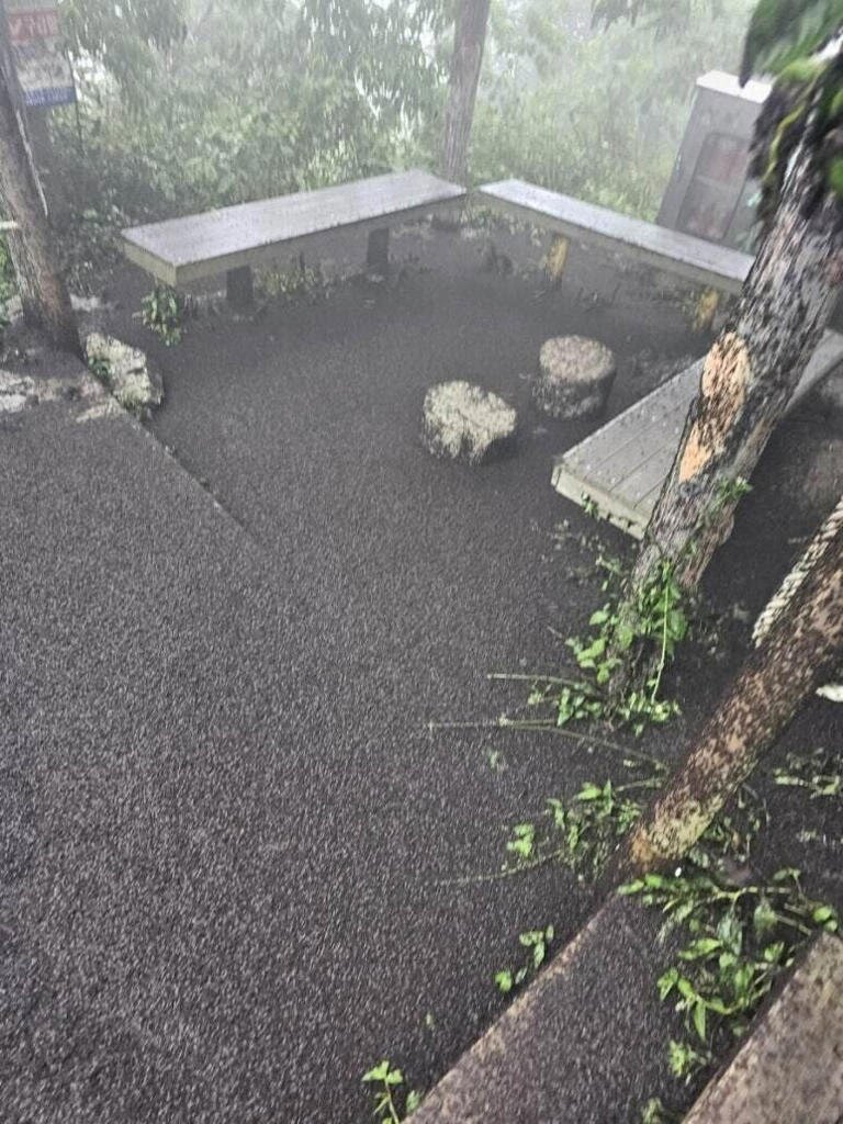 «حشره عشق» مردم سئول را کلافه کرد! +ویدیو