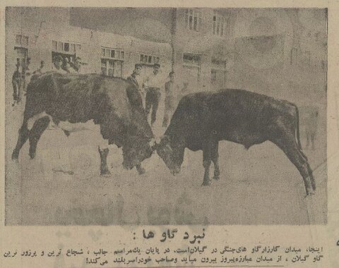 گاوبازی و شرط‌بندی در گیلان باب شد/ ورزوها به میدان آمدند! +عکس