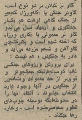 گاوبازی و شرطبندی در گیلان باب شد/ ورزوها به میدان آمدند! +عکس