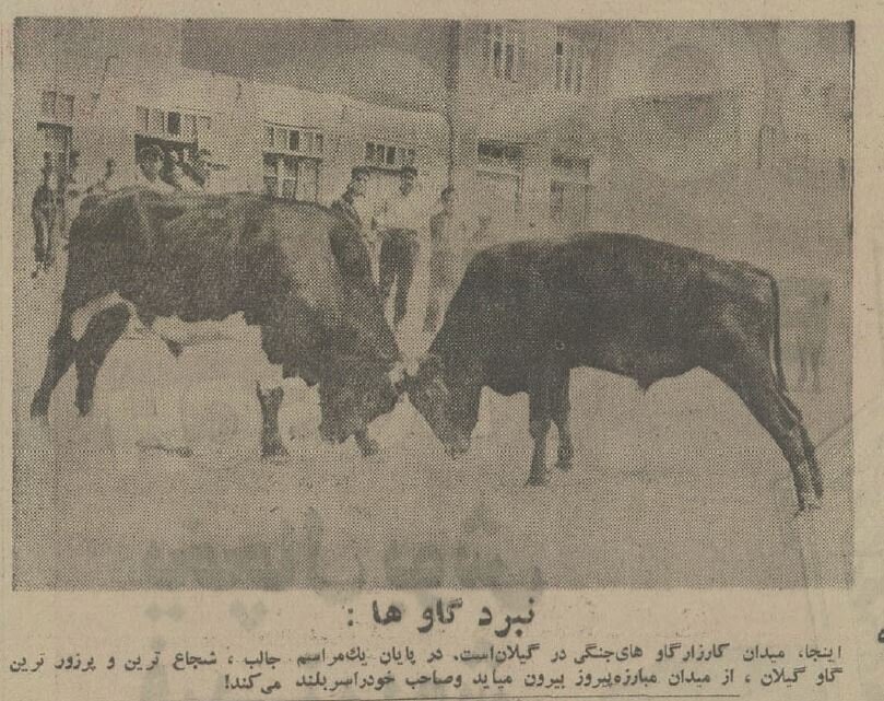 گاوبازی و شرط‌بندی در گیلان باب شد/ ورزوها به میدان آمدند! +عکس