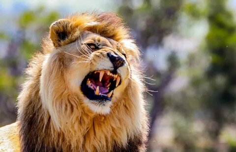 شیر فراری زن و بچه پاکستانی را زخمی کرد +ویدیو