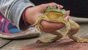 ویدیو| تورنمنت ملی پرش قورباغه‌ ‌ها در آمریکا را ببینید