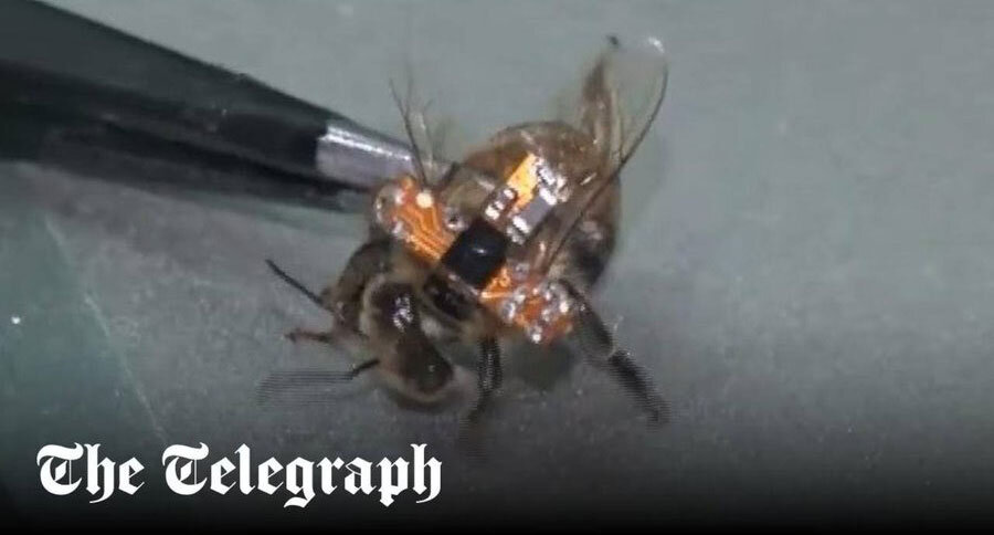 لشکر زنبورهای سایبری چینی به خط شدند +عکس