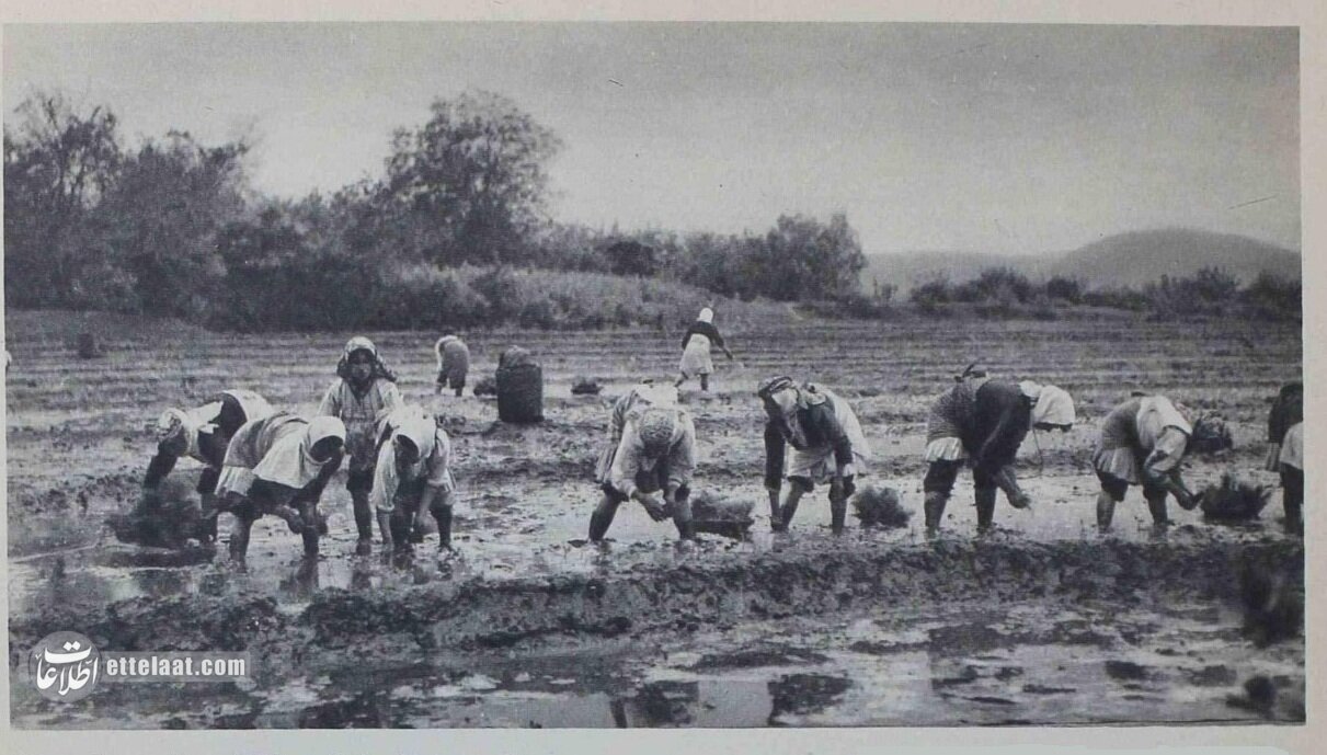 قیمت انواع برنج ایرانی دو ماه بعد از جنگ جهانی دوم؛ سال ۱۳۲۴