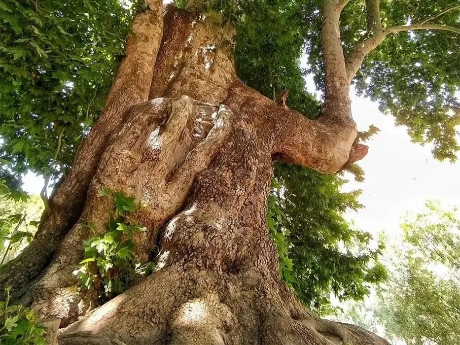 درخت  شیرین و فرهاد ۶۰۲ ساله شد