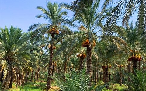 این درخت مانند انسان عاشق می‌شود