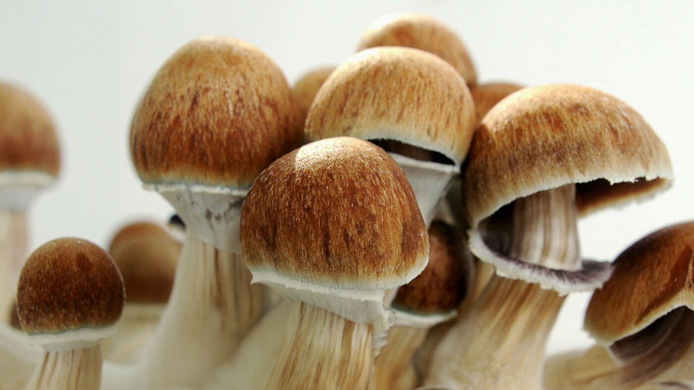 قارچ‌ها هم می‌توانند موسیقی تولید کنند! +ویدیو