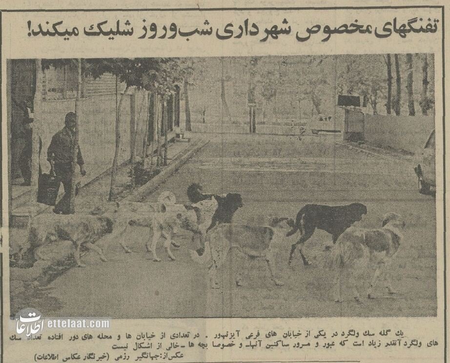 سگ‌کشی در تهران شبانه‌روزی شد! +عکس