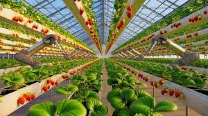 ویدیو | کشاورزی هوشمند با ربات‌های خودکار