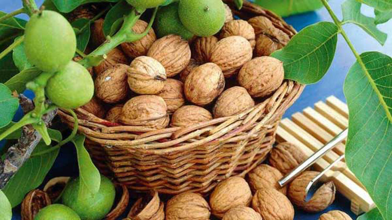 صدای کشاورزان را بشنوید؛ درباره سرقت طلای سبز «سلسله» تدبیر کنید