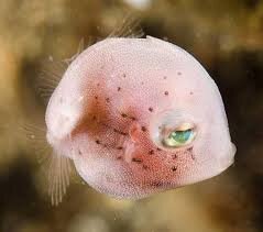 ویدیو| ماهی خاص بادکنکی