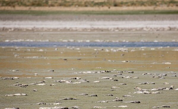 ماهی های «پری» در نفس های آخر دریاچه جان می دهند