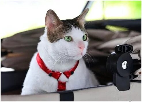 ویدیو| گربه رئیس جمهور محافظ شخصی دارد