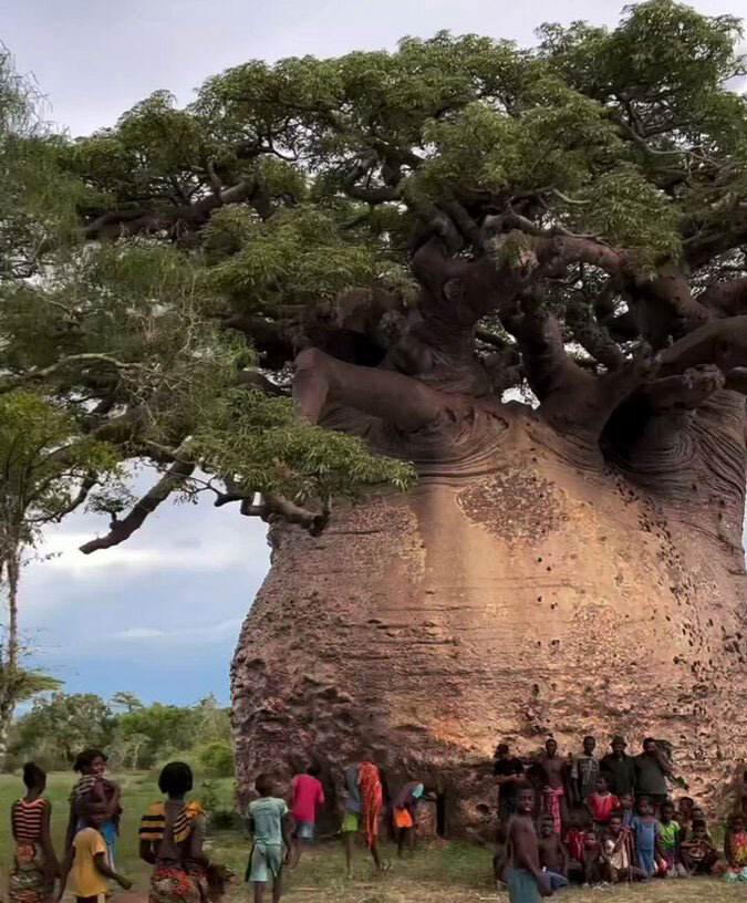 خپل‌ترین درخت جهان معرفی شد +ویدیو