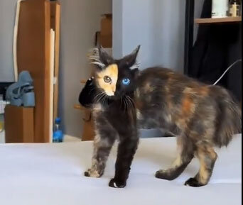 کاربران اینترنت عاشق گربه سیاه شدند +ویدیو