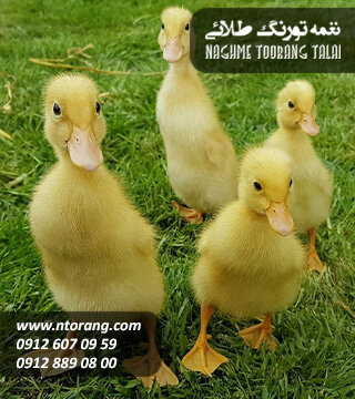 نحوه خرید جوجه یک روزه گوشتی از تورنگ طلایی