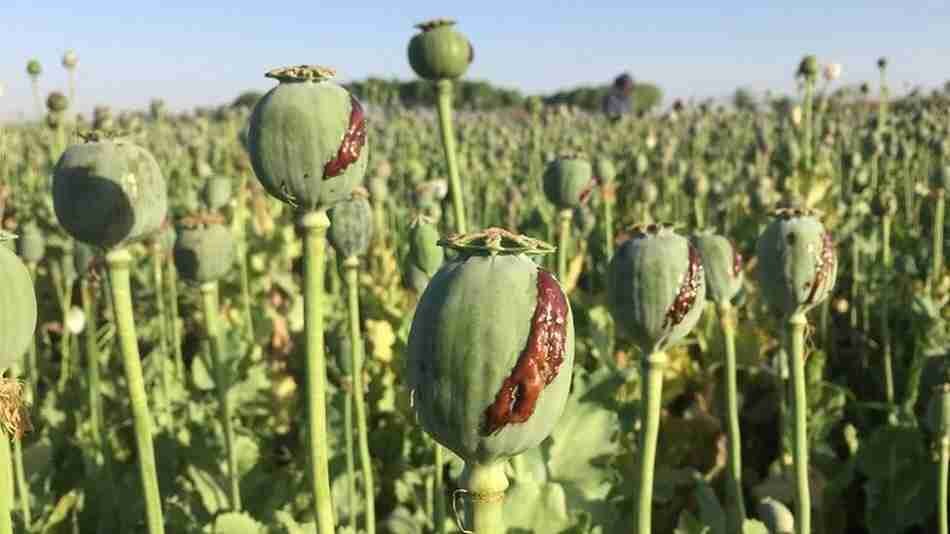 قوانین کشت خشخاش در کشور تغییر می‌کند؟