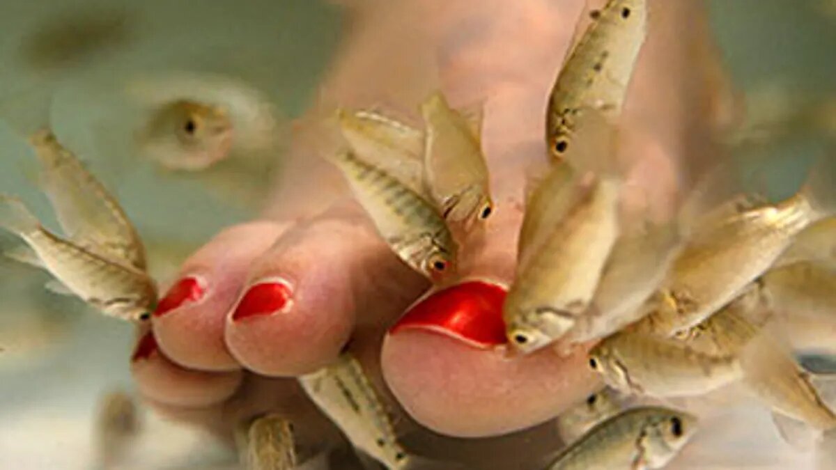 ویدیو| شغل این ماهی پزشکی است