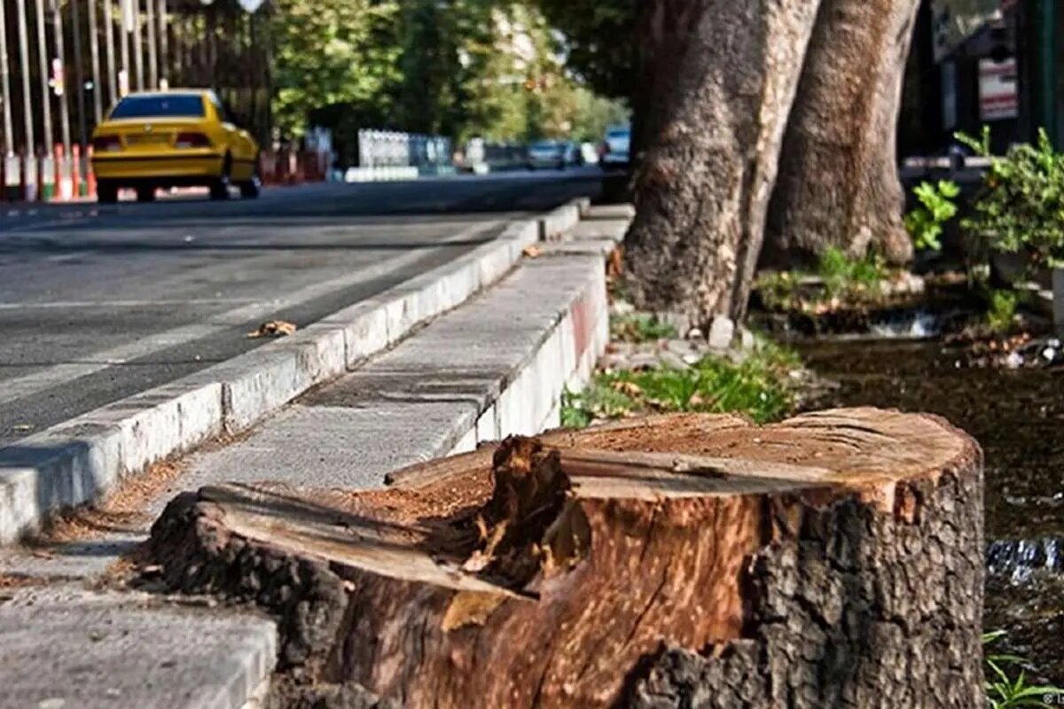 درختان این خیابان معروف را با ترزیق ماده‌ای عجیب از پا درآوردند!