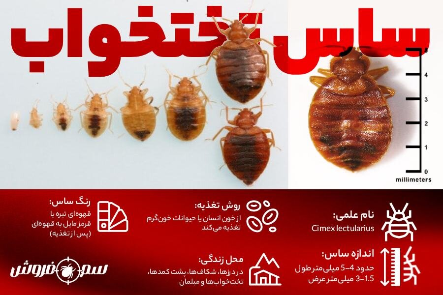 عکس حشره ساس - چرخه عمر ساس - اینفوگرافیک ساس تختخواب