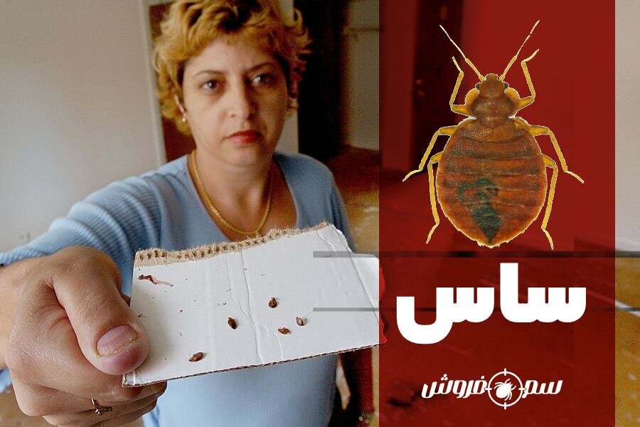 ساس در منزل