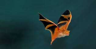 ویدیو | وقتی شکارچی خود را شبیه شکار می‌کند