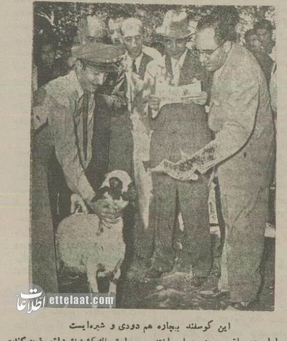 میزان مصرف تریاک در تهران ۱۳۳۴ +تصاویر شیرهکشخانههای پایتخت