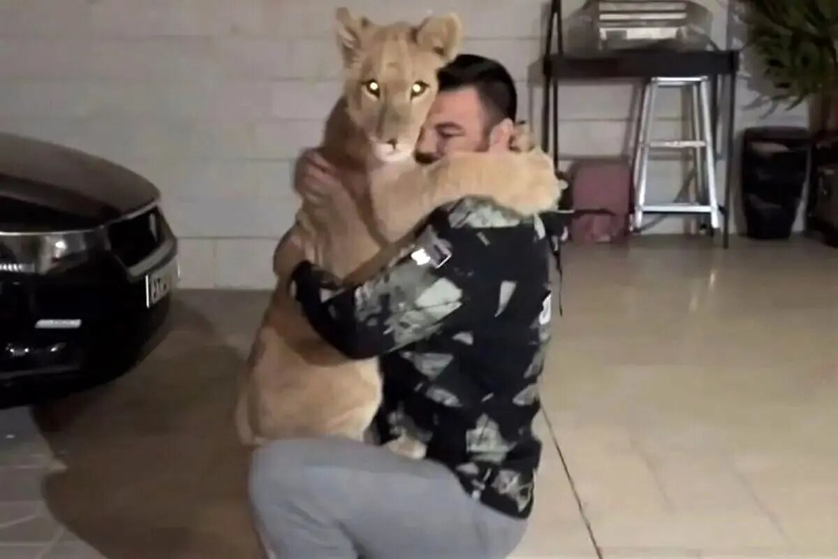 اعتراض تند علی‌اکبری به کشته شدن شیرش: لیاقت ندارید، جمع کنید و برید +عکس