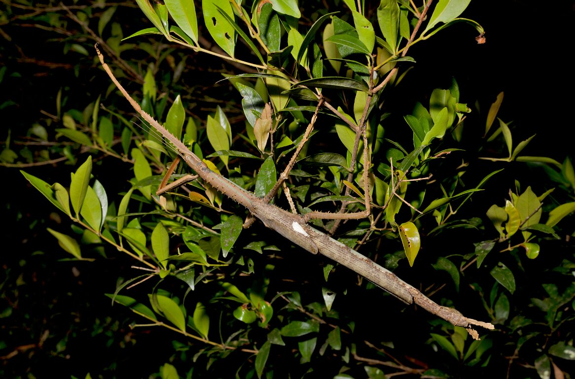 طول این سوسک به ۴۰ سانتی‌متر می‌رسد +ویدیو