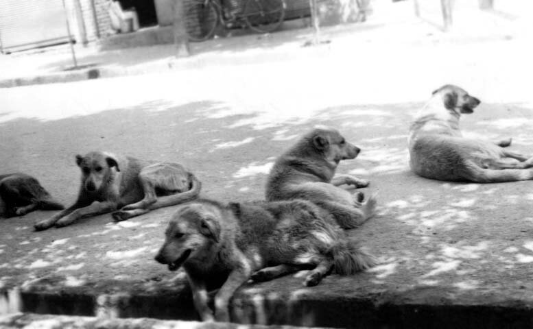 تهران در محاصره ۲۰۰۰۰۰ سگ بی‌صاحب! +هزینه کشتن هر سگ