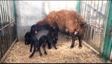 پدیده‌ای نادر؛ تولد بره‌های ۴ قلو خبرساز شد +ویدیو