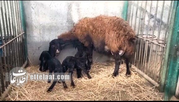 پدیده‌ای نادر؛ تولد بره‌های ۴ قلو خبرساز شد +ویدیو