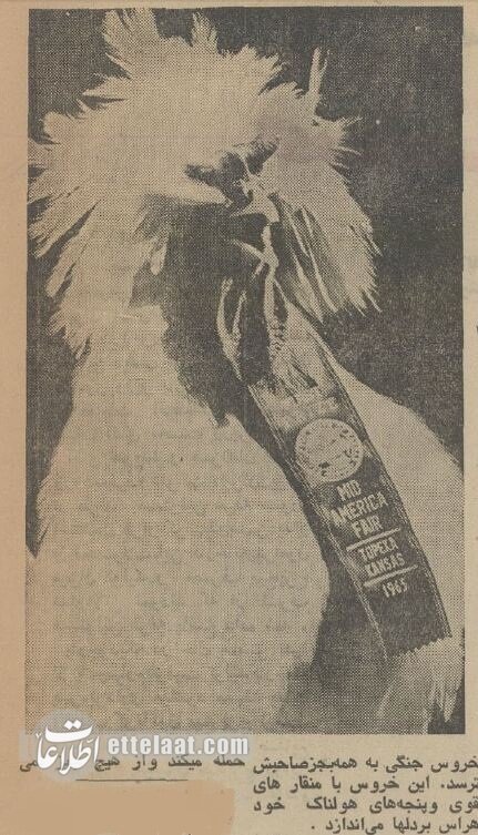 یک گزارش خواندنی از خروس بازان تهران در سال ۵۴