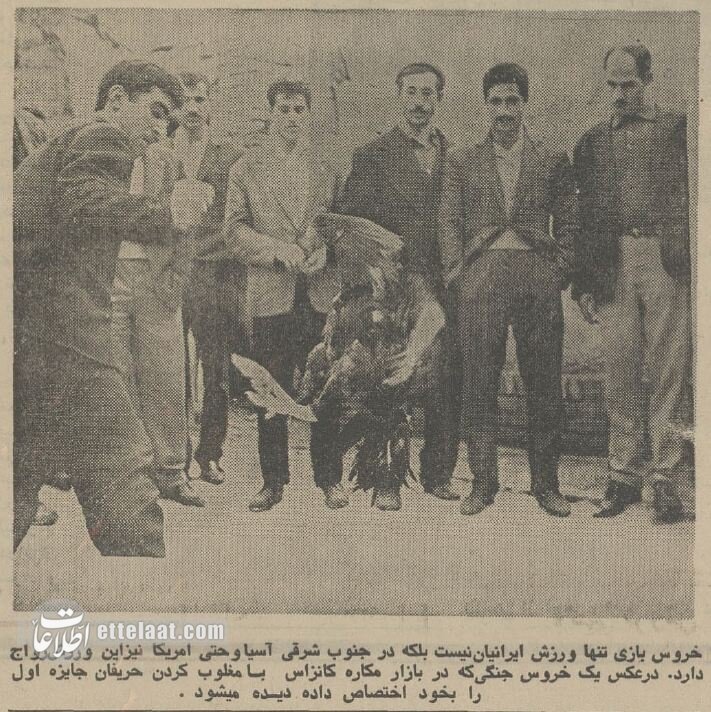 یک گزارش خواندنی از خروس بازان تهران در سال ۵۴