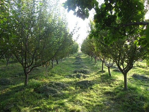 موج گرمای زمستانه تولیدات کشاورزی را تهدید میکند موج گرمای زمستانه تولیدات کشاورزی را تهدید میکند