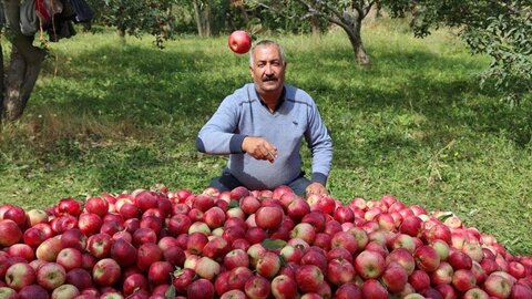 ثروتی که در جیب باغداران اهر آب می‌رود