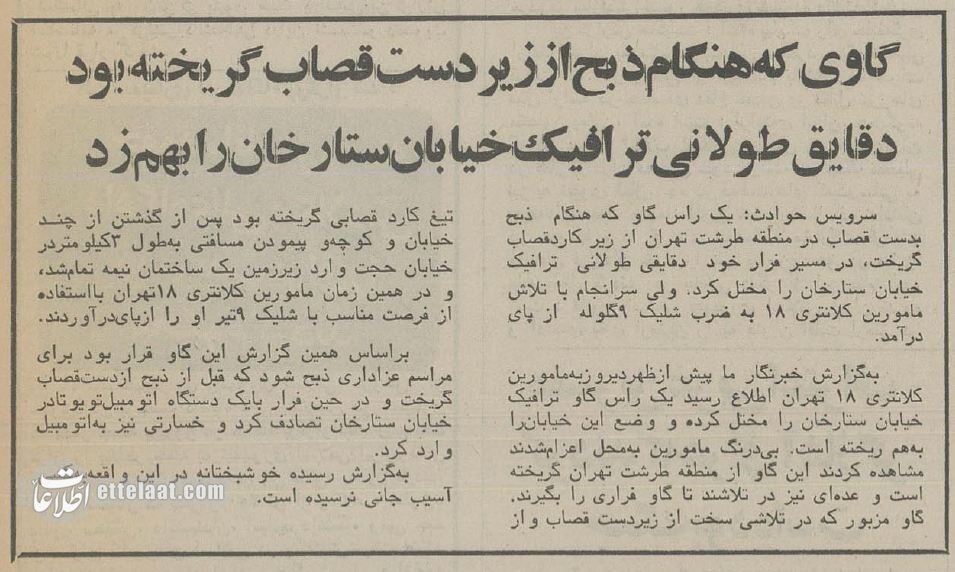 یک گاو به جرم بستن خیابان ستارخان، با ۹ شلیک پلیس کشته شد!