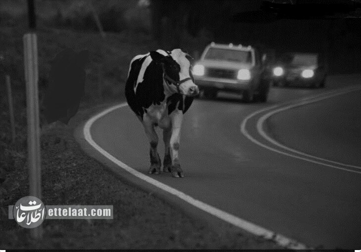 یک گاو به جرم بستن خیابان ستارخان، با ۹ شلیک پلیس کشته شد!