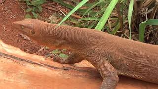 این لاکپشت‌ با دُم خود از خجالت دشمنان درمی‌آید +ویدیو