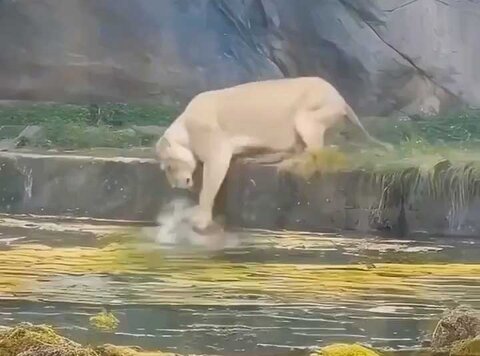 مادرانه شگفت‌انگیز؛ بچه‌اش را هُل می‌دهد و تازه می‌فهمد چه اشتباهی کرده... +ویدیو