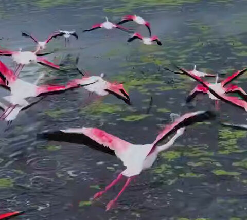 ببینید و لذت ببرید: پرواز تازه فلامینگوها در میانکاله