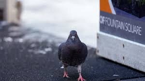 ویدیو| برای مسابقات کبوترها در تایوان از این تکنولوژی استفاده می‌شود