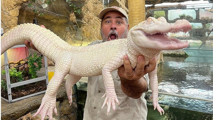 ویدیو| این تمساح‌ را دیدید ماساژ دهید