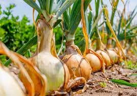 دلالان اشک‌ پیازکاران را درآوردند