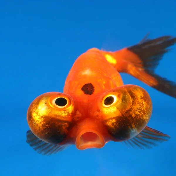 این ماهی عجیب و غریب از فضا آمده است +ویدیو