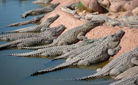 المپیک در رودخانه‌ای پر از کروکودیل برگزار می‌شود!
