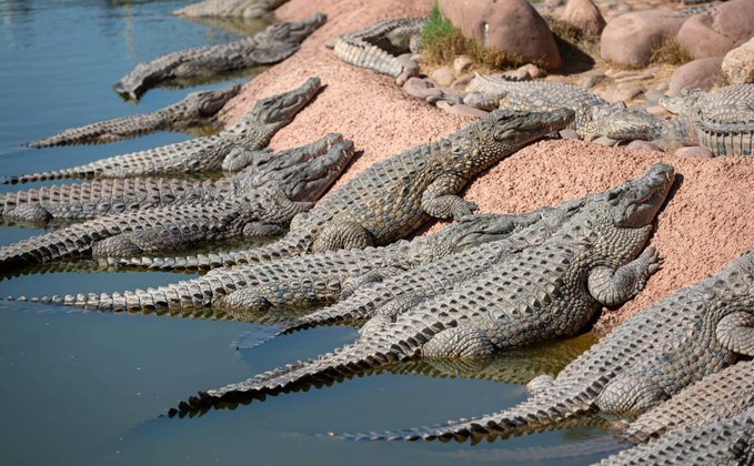 المپیک در رودخانه‌ای پر از کروکودیل برگزار می‌شود!