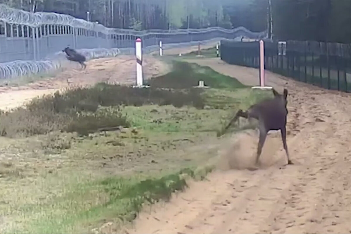 ویدیو| مهاجرت غیرقانونی گوزن جوان از بلاروس به اروپا سوژه شد