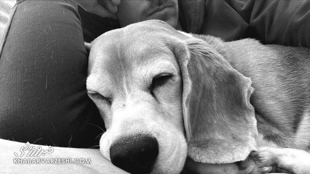 سگ آرون رمزی