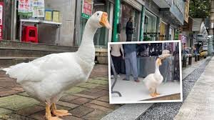 ویدیو| غاز مددکار چینی مشهور شد